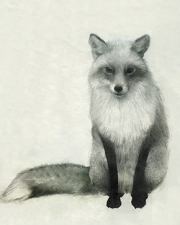 576x720 Red Fox Drawing On Behance - Red Fox Drawing