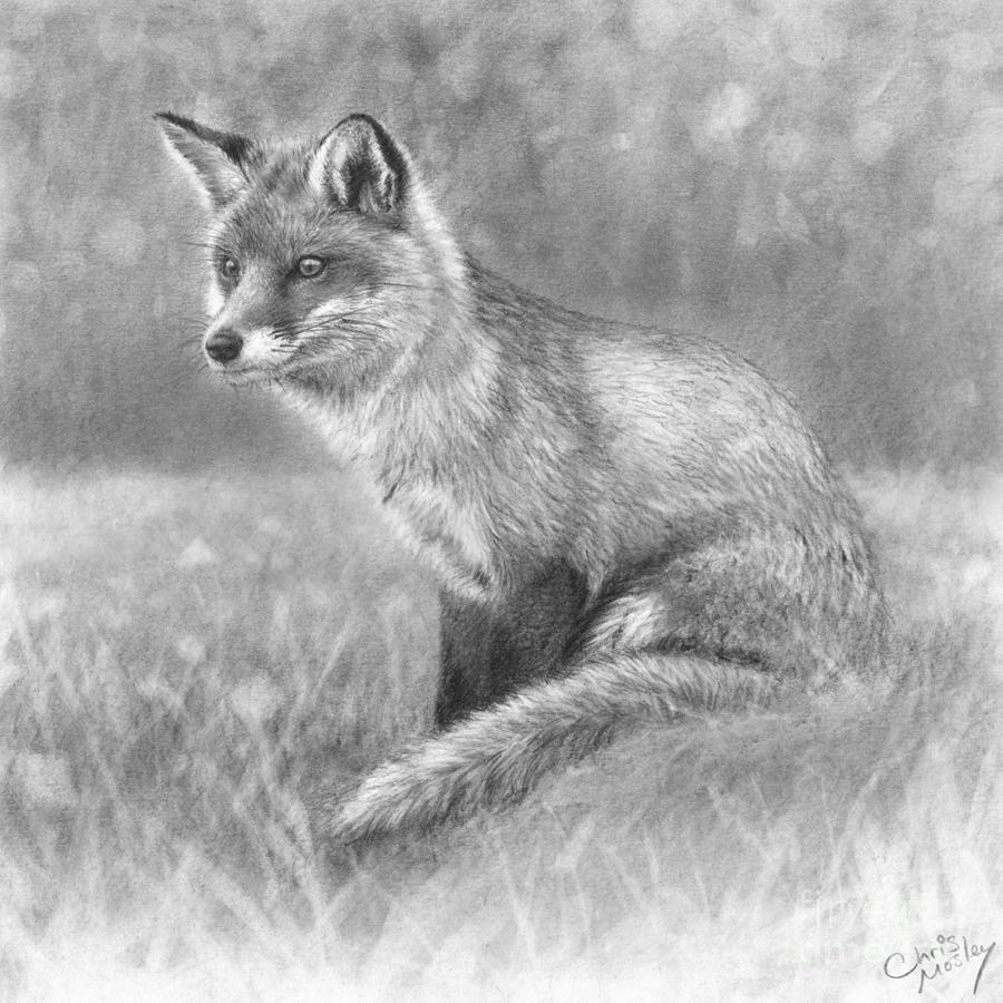 900x900 Red Fox In Meadow Drawing - Red Fox Drawing