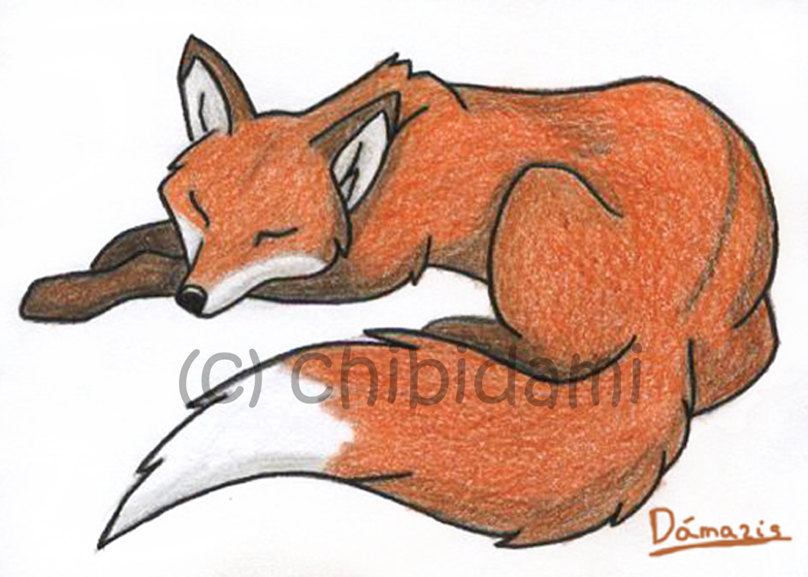 808x577 Cute Red Fox Drawing - Red Fox Drawing