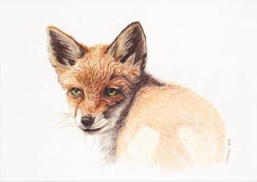 375x266 Young Fox Drawing - Red Fox Drawing
