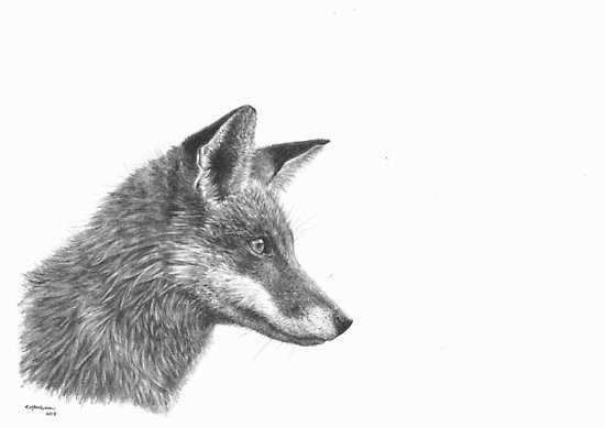 550x389 Fantastic Mr Fox - Red Fox Drawing