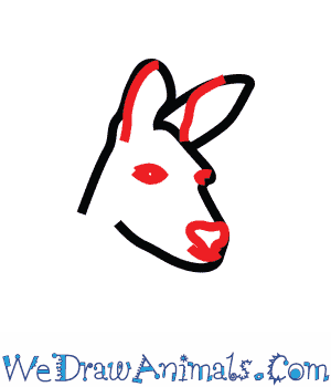 300x350 How To Draw A Red Kangaroo - Red Kangaroo Drawing