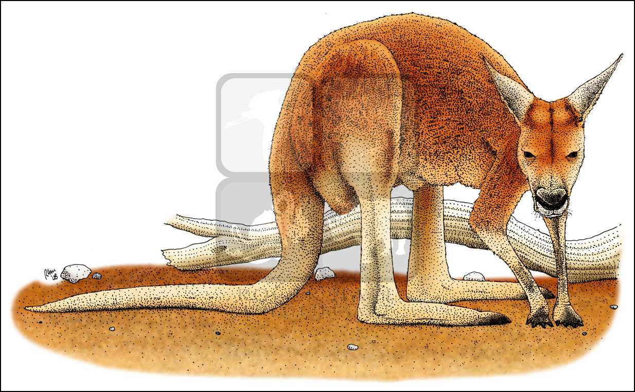1234x762 Red Kangaroo - Red Kangaroo Drawing