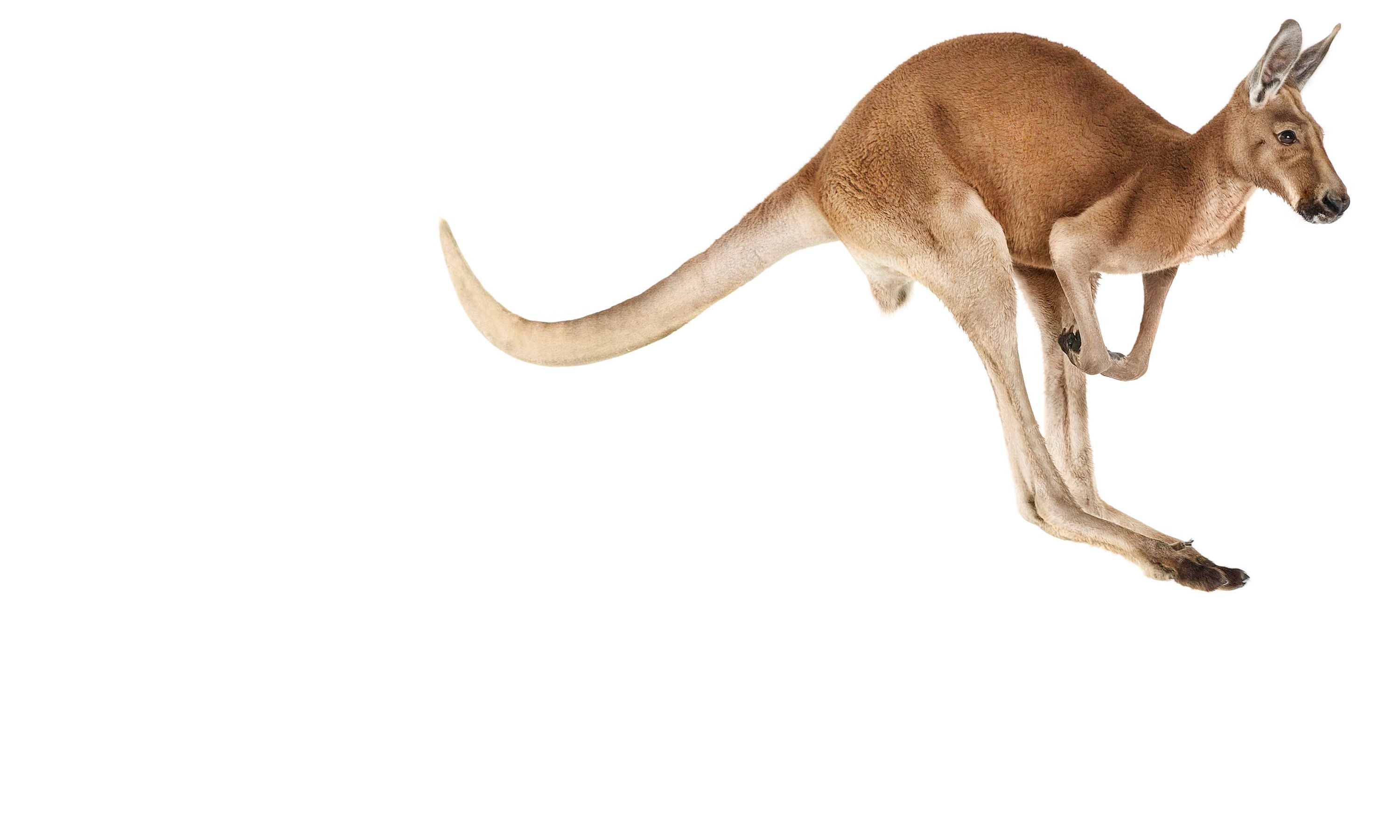 3000x1800 red kangaroo the creature book andrew zuckerman animals - Red Kangaroo Drawing