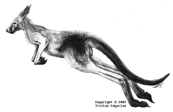700x456 Red Kangaroo - Red Kangaroo Drawing