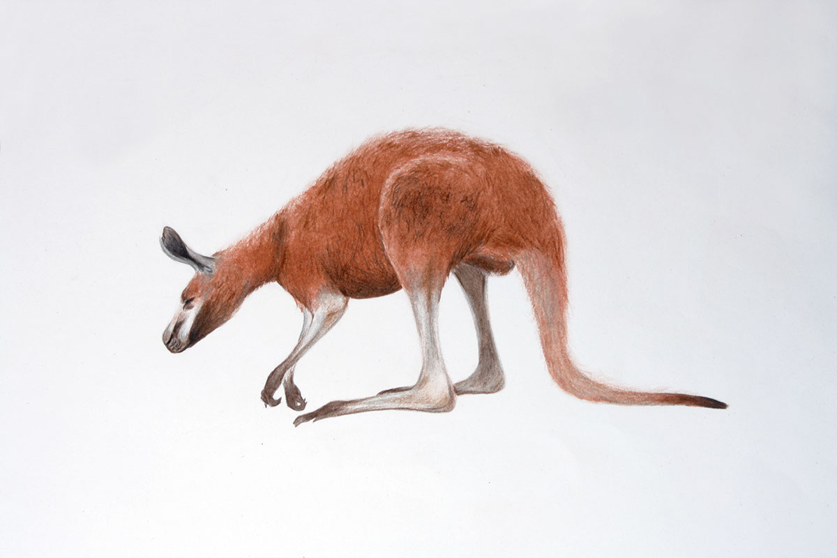 1200x800 The Red Kangaroo On Student Show - Red Kangaroo Drawing