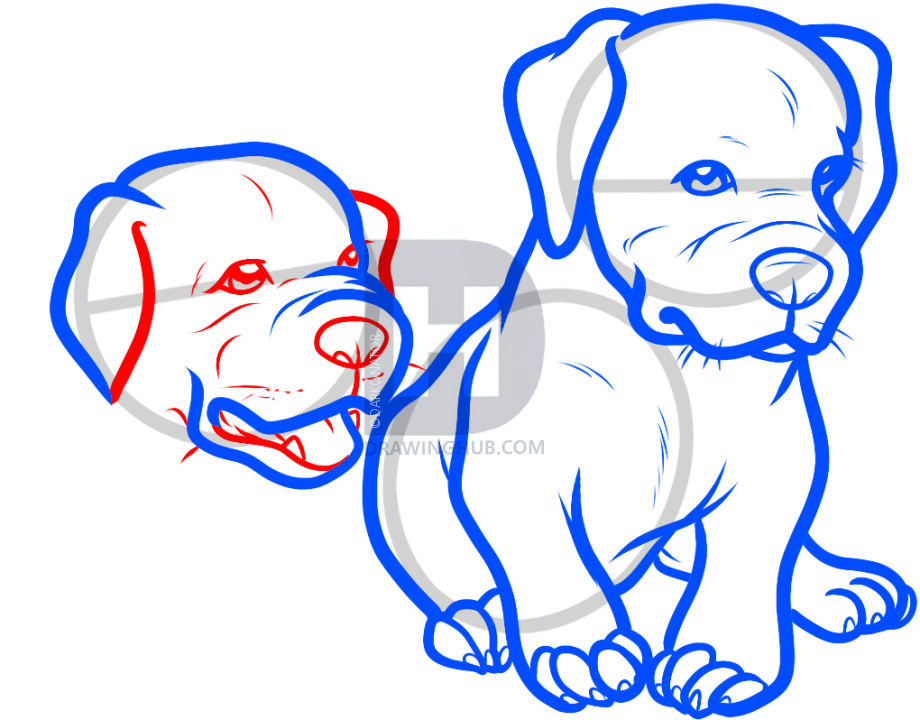 920x720 How To Draw Baby Pitbulls, Baby Pitbulls, Step - Red Nose Pitbull Drawings