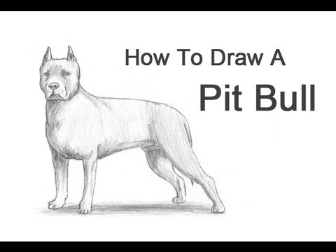 480x360 How To Draw A Dog - Red Nose Pitbull Drawings