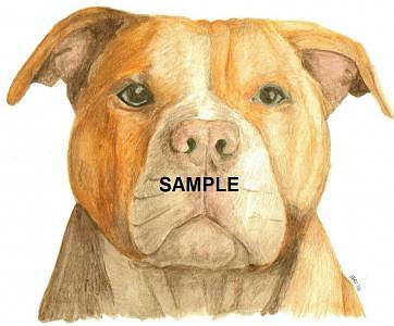362x300 Red Nose Pit Bull Painting - Red Nose Pitbull Drawings