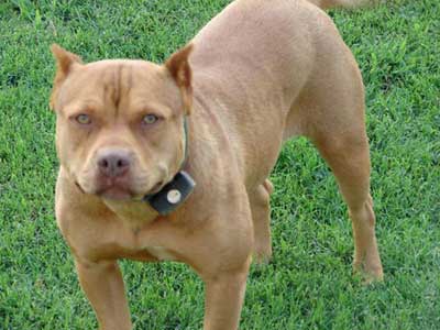 400x300 Red Nose Pit Bulls We Have Produced From Kain And Draw - Red Nose Pitbull Drawings