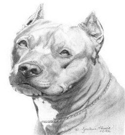 Red Nose Pitbull Drawings at PaintingValley.com | Explore collection of ...