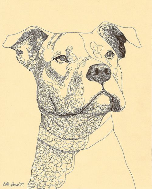 500x621 Bullysmiles Pit Bull Ink Drawing - Red Nose Pitbull Drawings