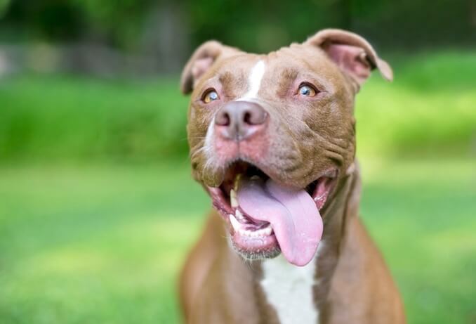 678x461 Reasons You Should Own A Red Nose Pitbull All Things Dogs - Red Nose Pitbull Drawings