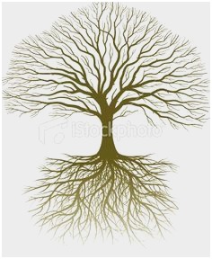 Red Oak Tree Drawing