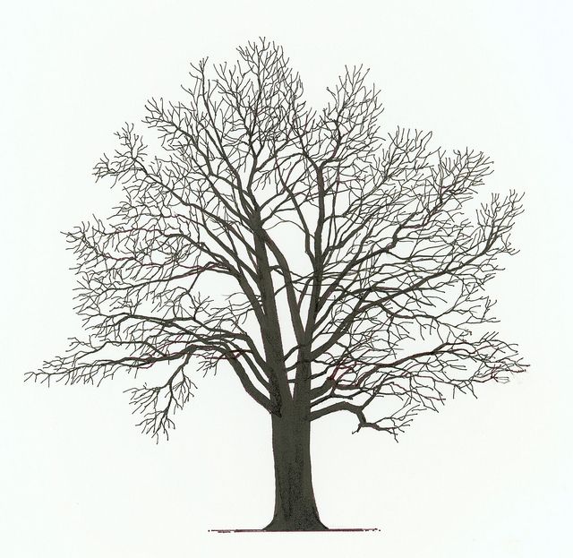 640x623 n red oak bare tree - Red Oak Tree Drawing