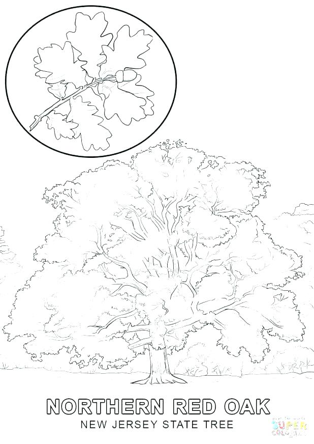 618x872 Oak Tree Coloring - Red Oak Tree Drawing