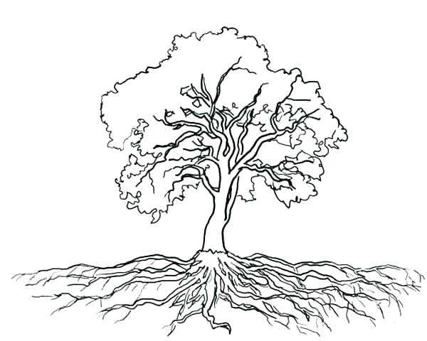 600x480 Oak Tree Coloring - Red Oak Tree Drawing