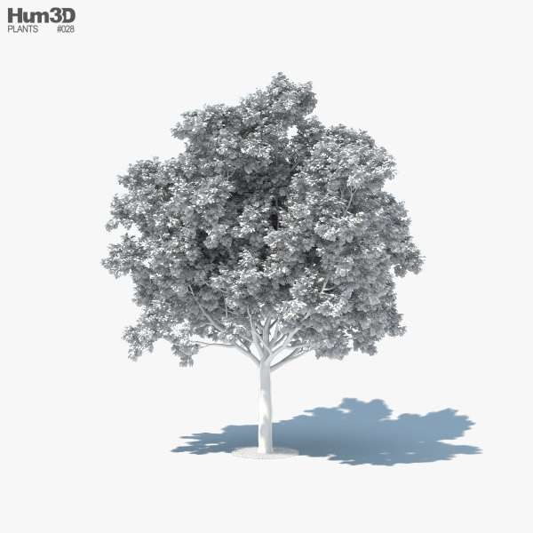 600x600 Red Oak Tree Model - Red Oak Tree Drawing