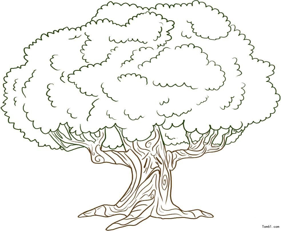 983x809 Red Oak Tree Coloring - Red Oak Tree Drawing