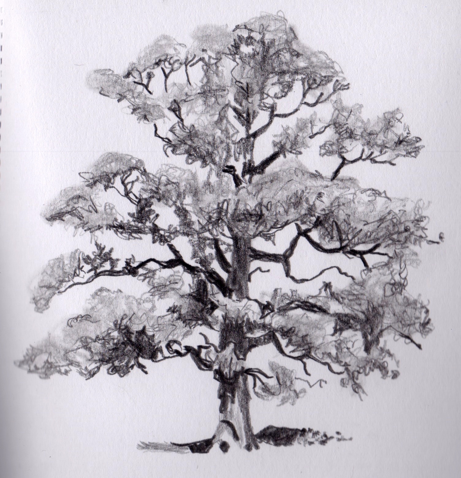 1504x1558 Scott's Creativity For Sanity Red Oak Sketch - Red Oak Tree Drawing