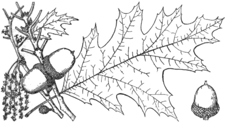 752x409 Leaf Drawing Pin Oak For Free Download - Red Oak Tree Drawing