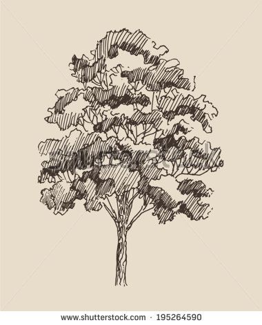 380x470 Red Oak Tree Sketch - Red Oak Tree Drawing