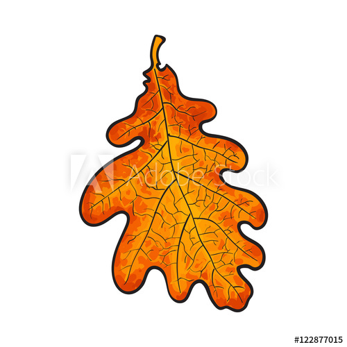 500x500 Beautiful Yellow Red Colored Autumn Oak Leave, Vector Illustration - Red Oak Tree Drawing
