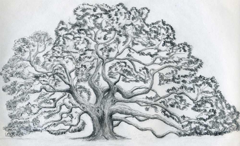 Red Oak Tree Drawing At Explore Collection Of Red