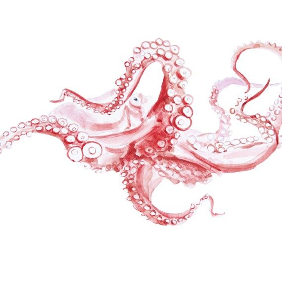 570x570 Octopus Original Watercolor Painting Fine Art Artwork Wall Home - Red Octopus Drawing