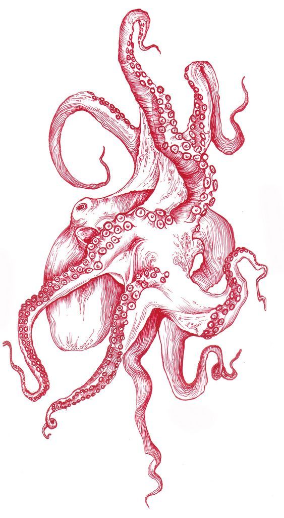 563x1024 Best Octopuses Images Octopuses, Octopus - Red Octopus Drawing