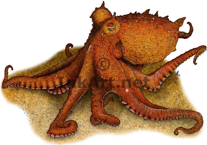 800x561 red octopus fine art drawing of a red octopus - Red Octopus Drawing
