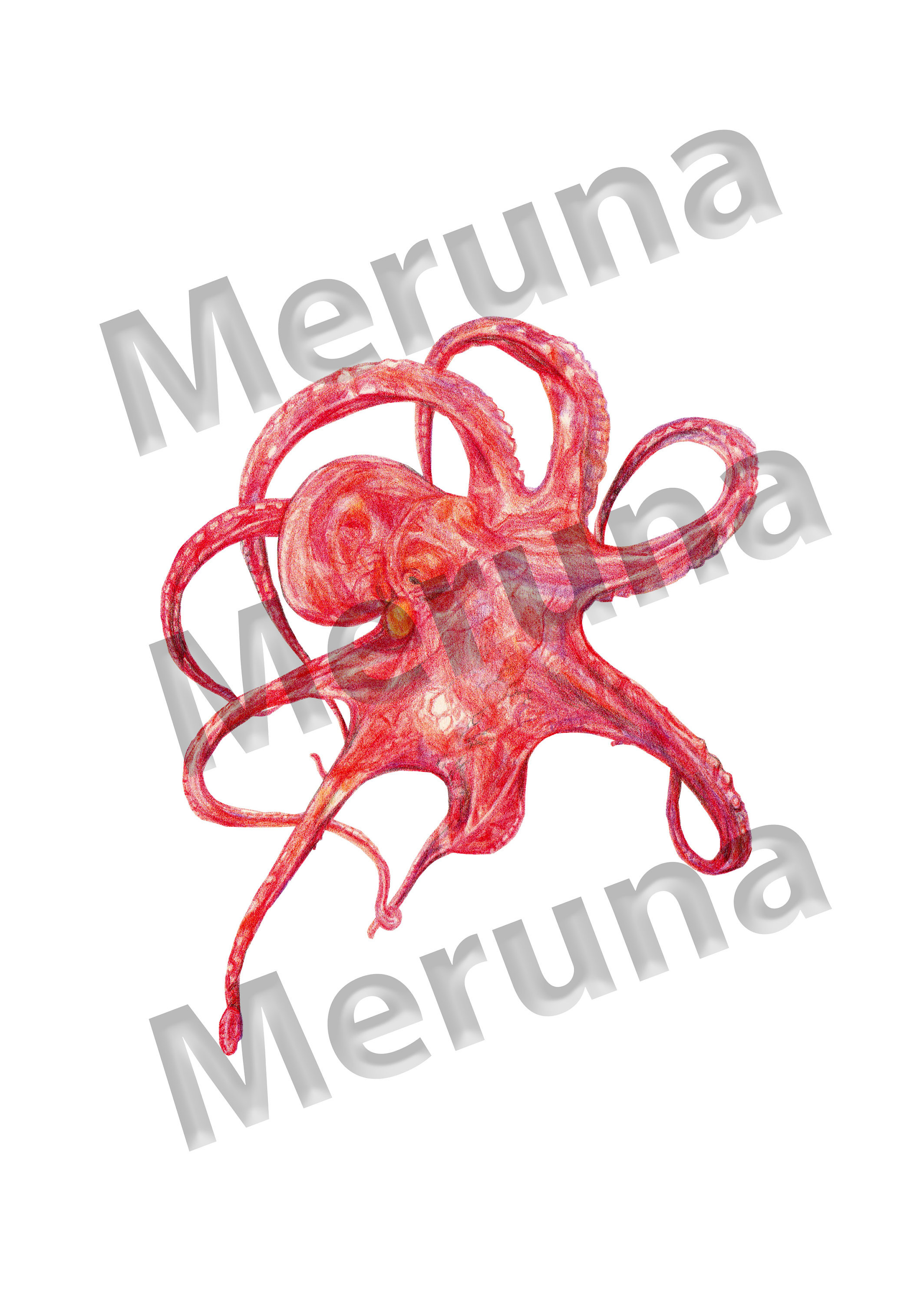 2128x3000 Red Octopus Drawing Etsy - Red Octopus Drawing