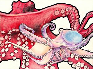 300x222 Red Octopus Drawings Fine Art America - Red Octopus Drawing