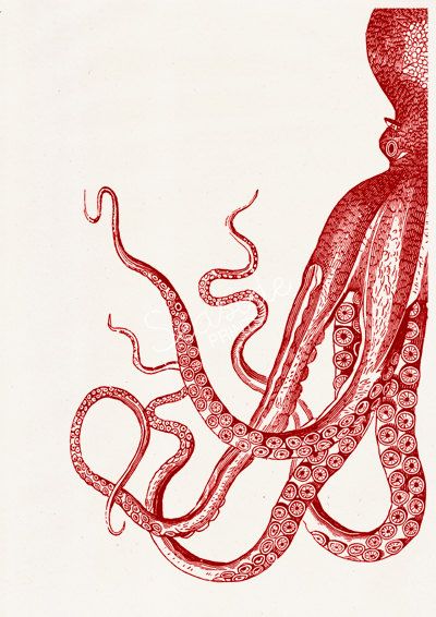 400x566 Vintage Red Octopus N Sea Life Print Marine - Red Octopus Drawing