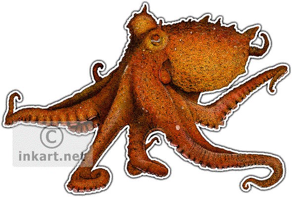 590x399 Wildlife Art Octopus Other Cephalopods - Red Octopus Drawing