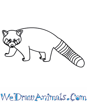 300x350 How To Draw A Red Panda - Red Panda Drawing
