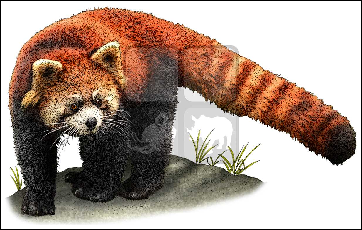 1234x785 Red Panda - Red Panda Drawing