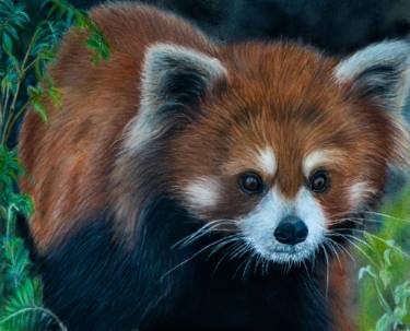 375x303 Red Panda Drawing - Red Panda Drawing