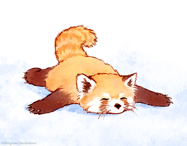 600x468 red panda ! red panda - Red Panda Drawing