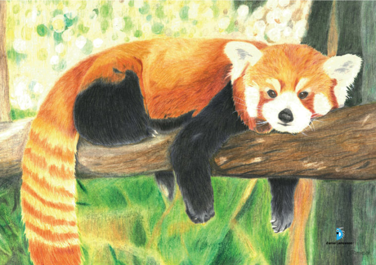 758x536 Colour Pencil Drawing Red Panda Virily - Red Panda Drawing