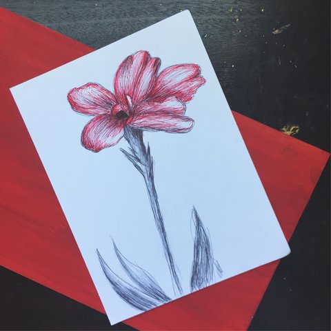 480x480 Red And Black, Pen And Ink Drawing Of A Single Flower - Red Pen Drawing