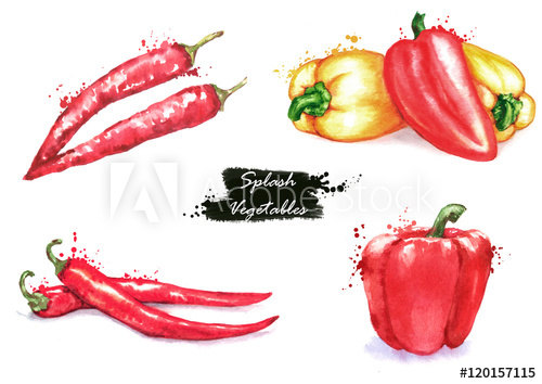 500x354 hand drawn watercolor illustration of the different peppers - Red Pepper Drawing