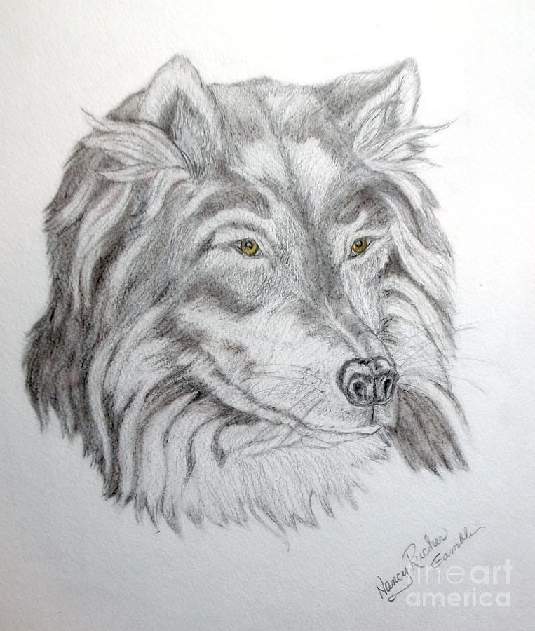 763x900 where is little red riding hood drawing - Red Riding Hood Drawing