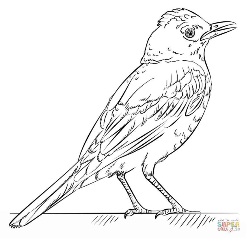Red Robin Bird Drawing