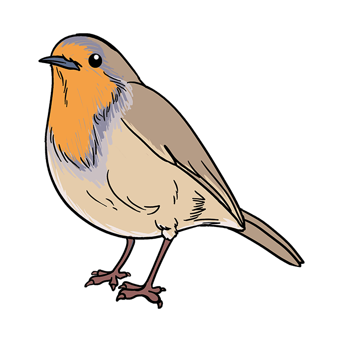 680x678 How To Draw A Robin - Red Robin Bird Drawing