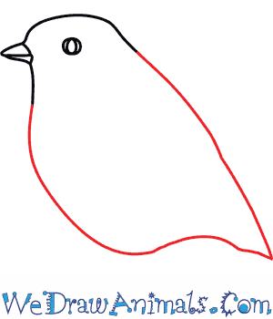 300x350 How To Draw A Robin - Red Robin Bird Drawing