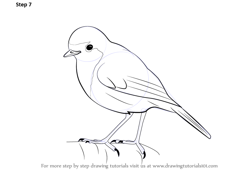 842x596 Learn How To Draw A Robin - Red Robin Bird Drawing
