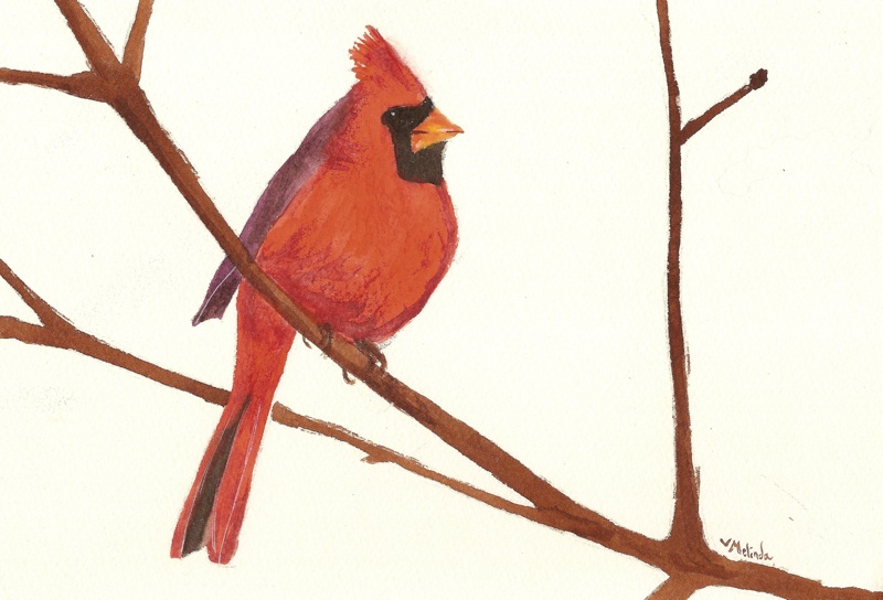 800x544 Red Robin Bird Drawing - Red Robin Bird Drawing