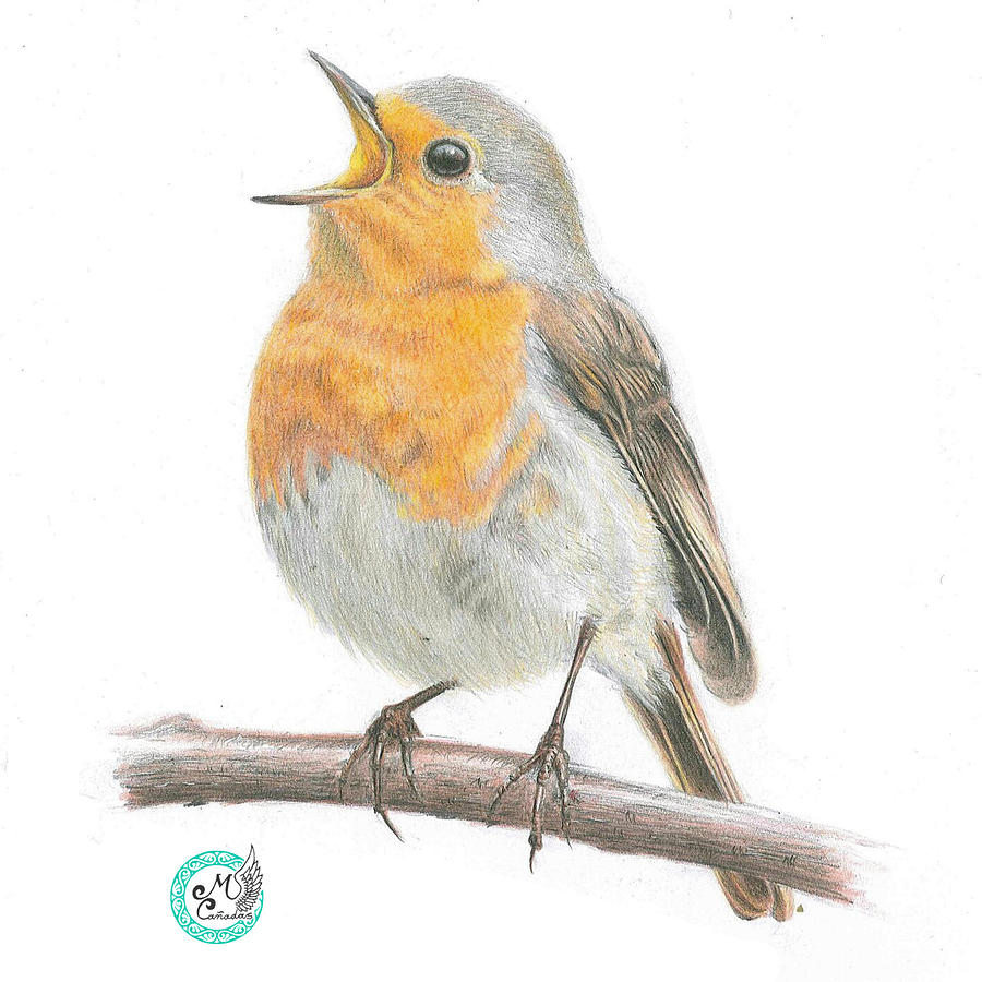 900x900 Red Robin Drawing - Red Robin Bird Drawing