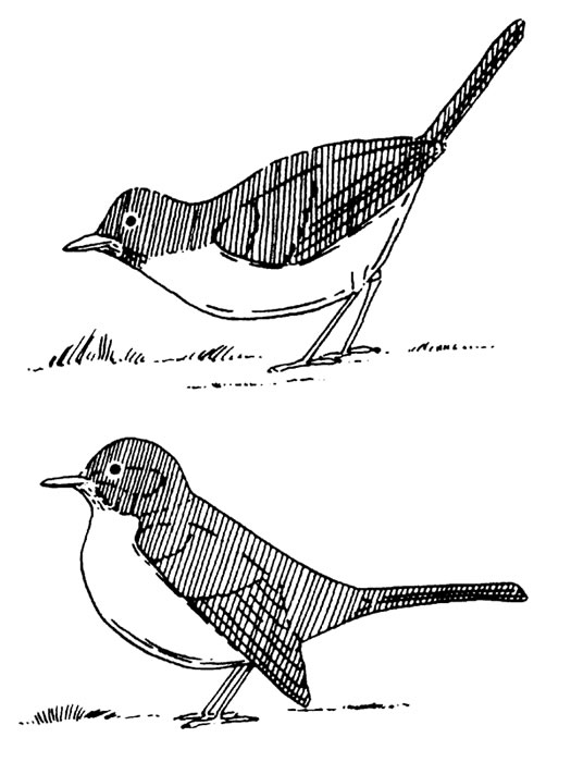 525x700 American Robin - Red Robin Bird Drawing